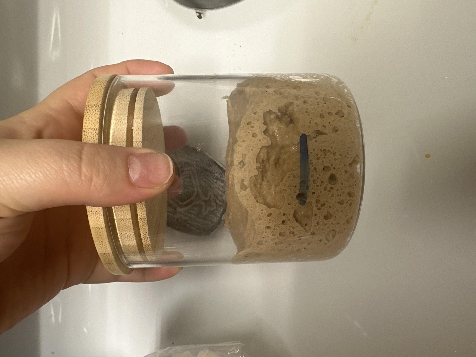 Sourdough Starter - image 1 - student project