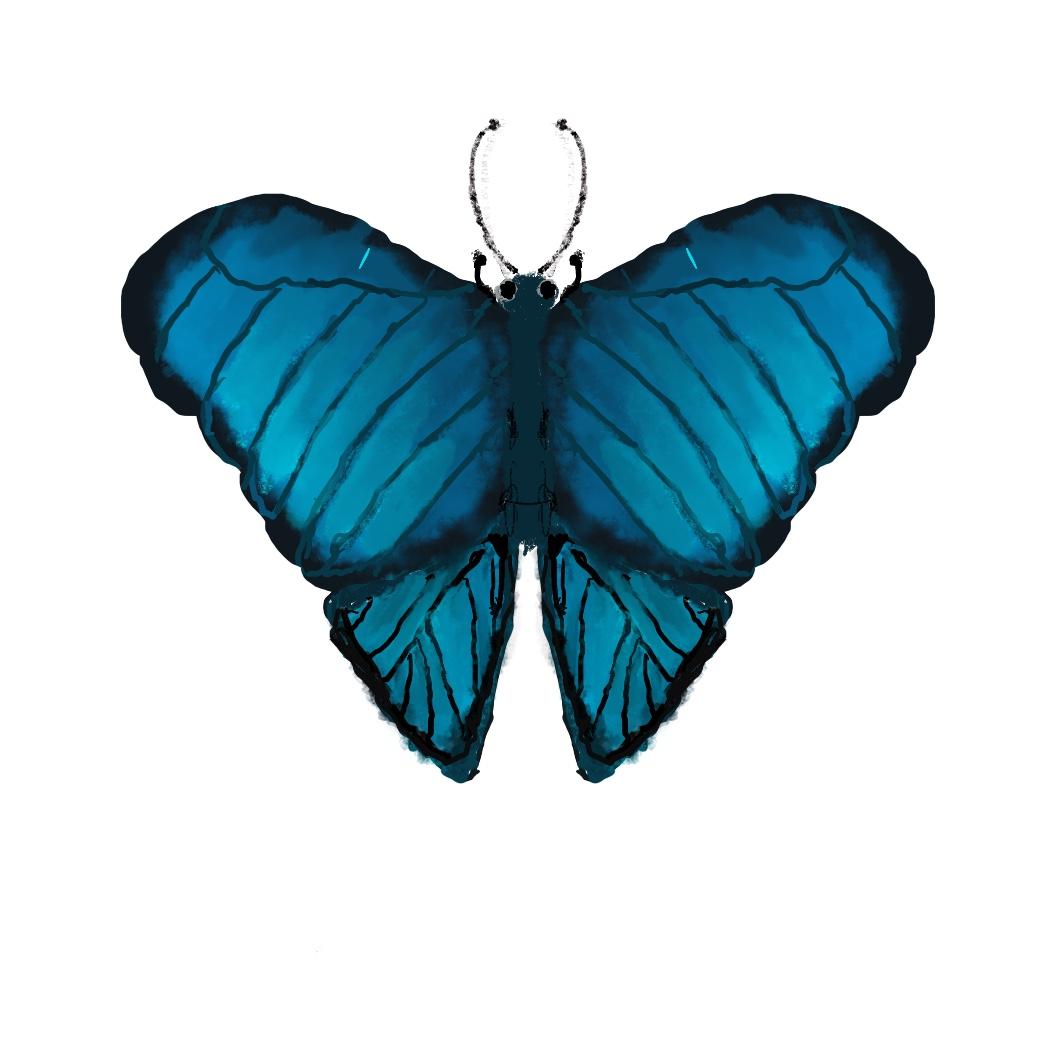 Blue morpho - image 1 - student project