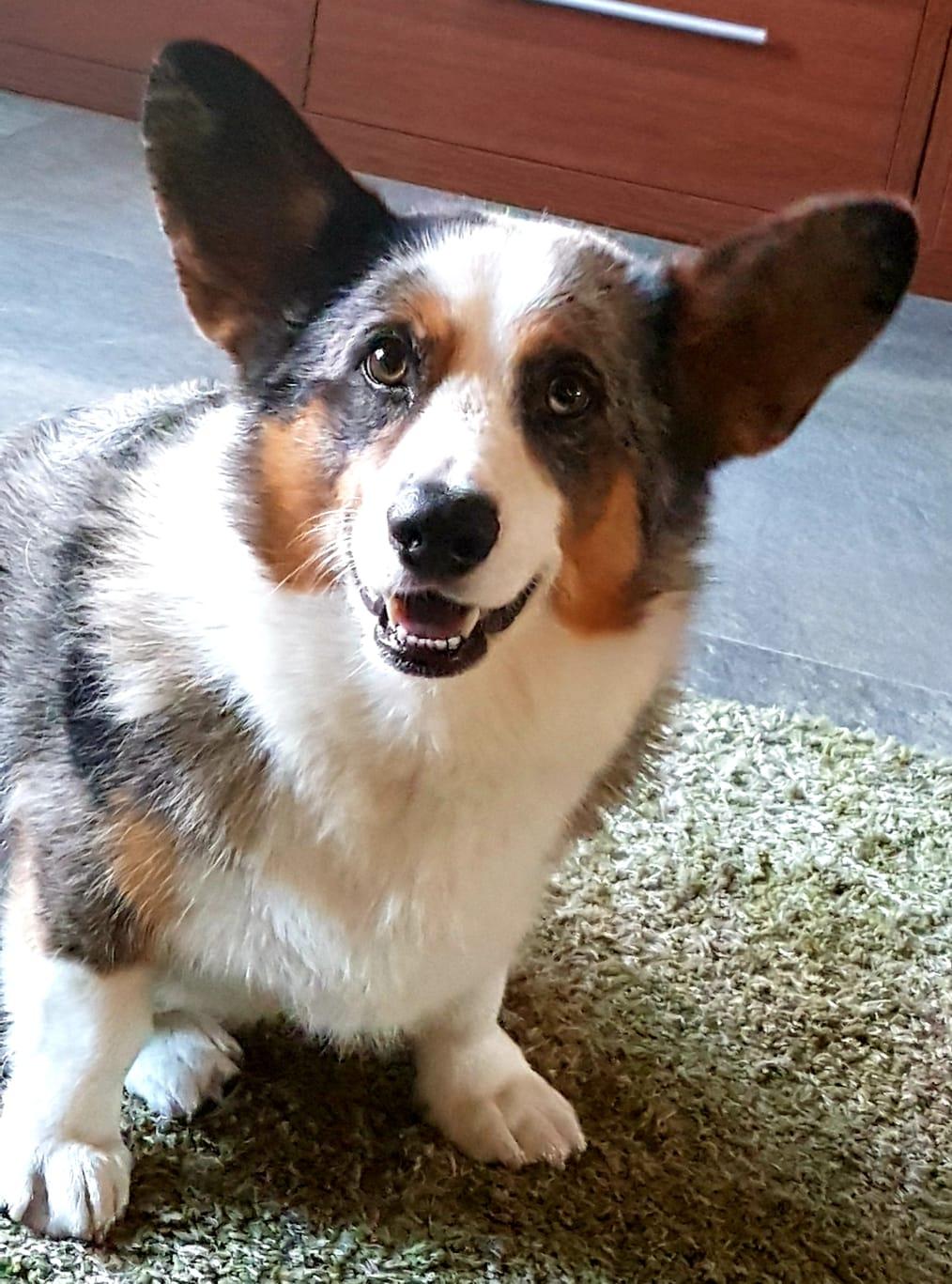 Sammy the Corgi - image 2 - student project