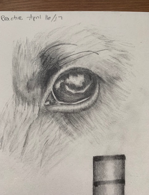 Dog Eye Drawing - image 1 - student project