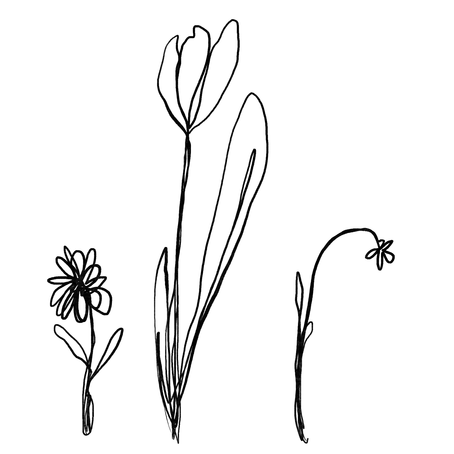 One line drawing - image 2 - student project