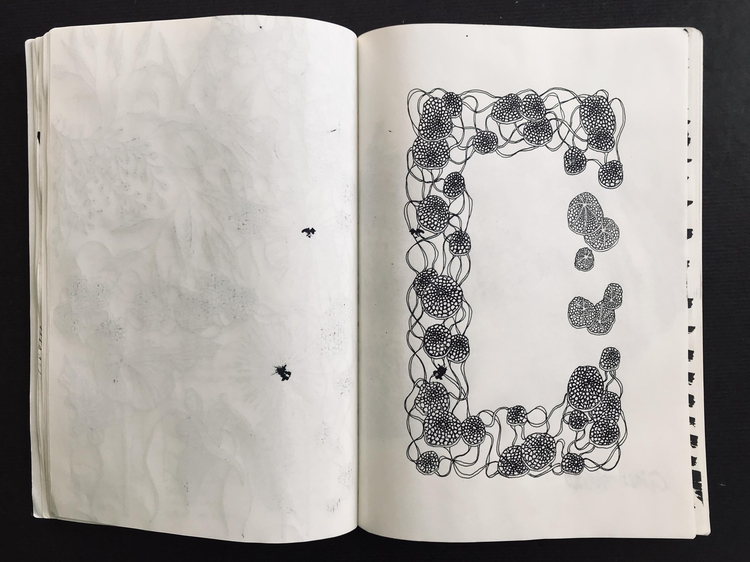 Drawing Plants & Leaves - image 3 - student project