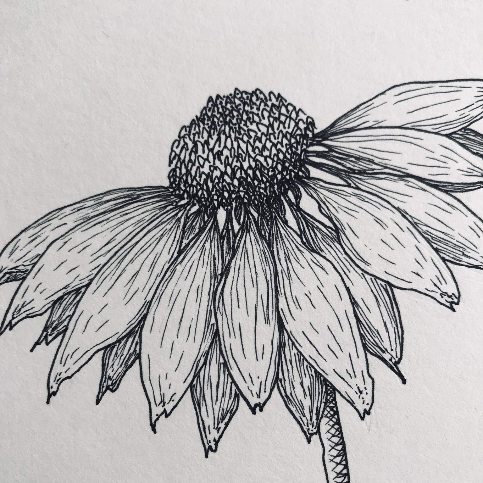 Floral Illustration pt 1 - image 2 - student project