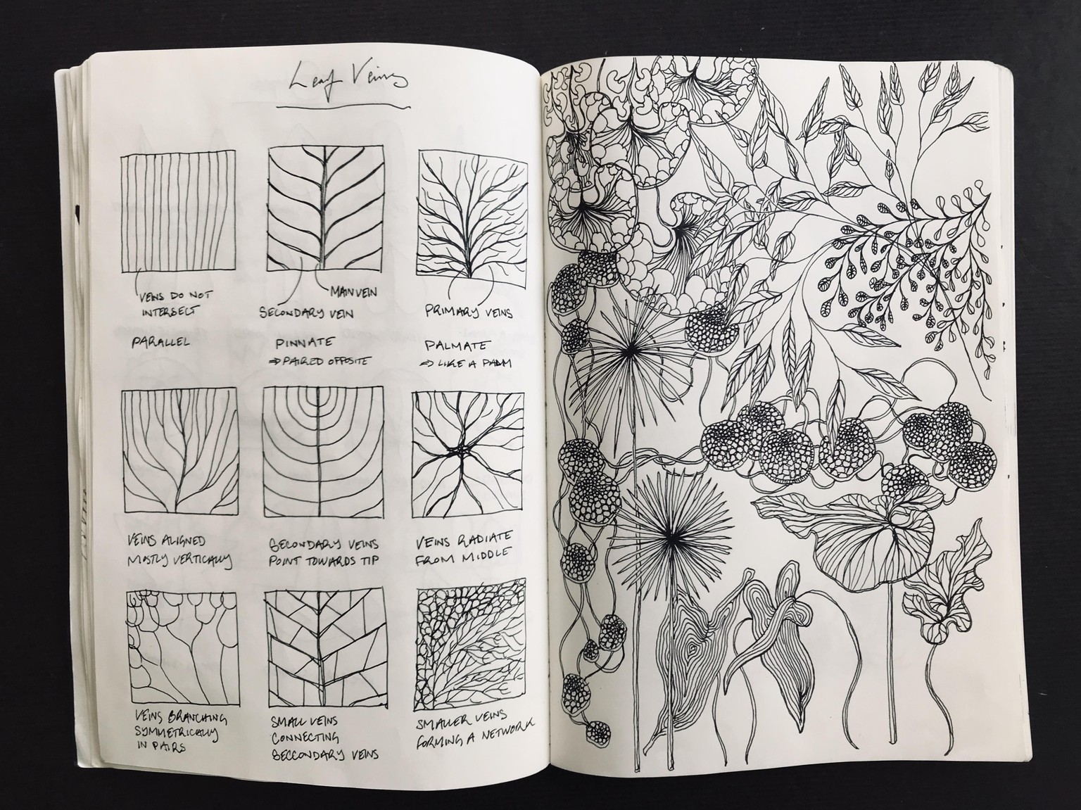 Drawing Plants & Leaves - image 2 - student project