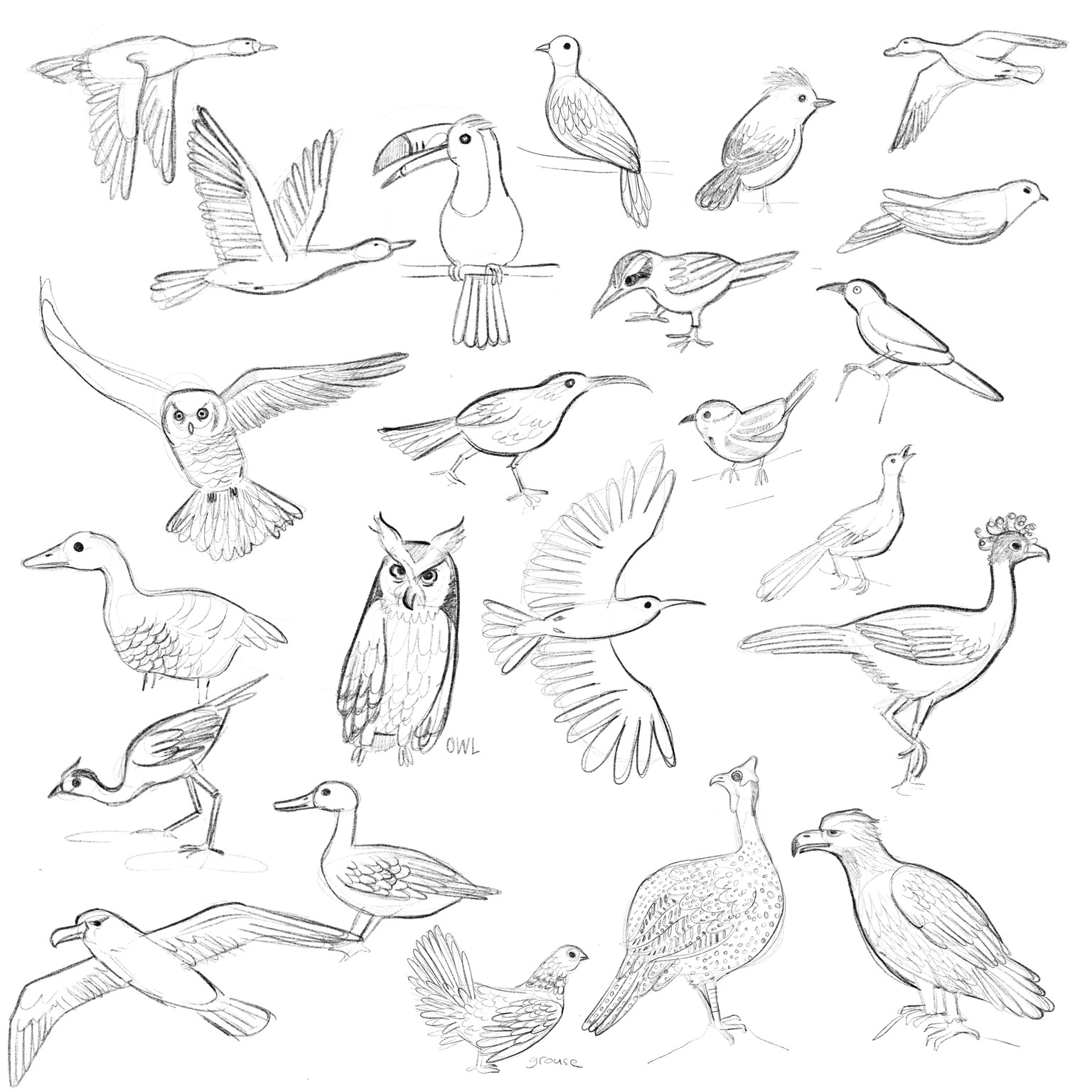 10 days of birds - image 13 - student project