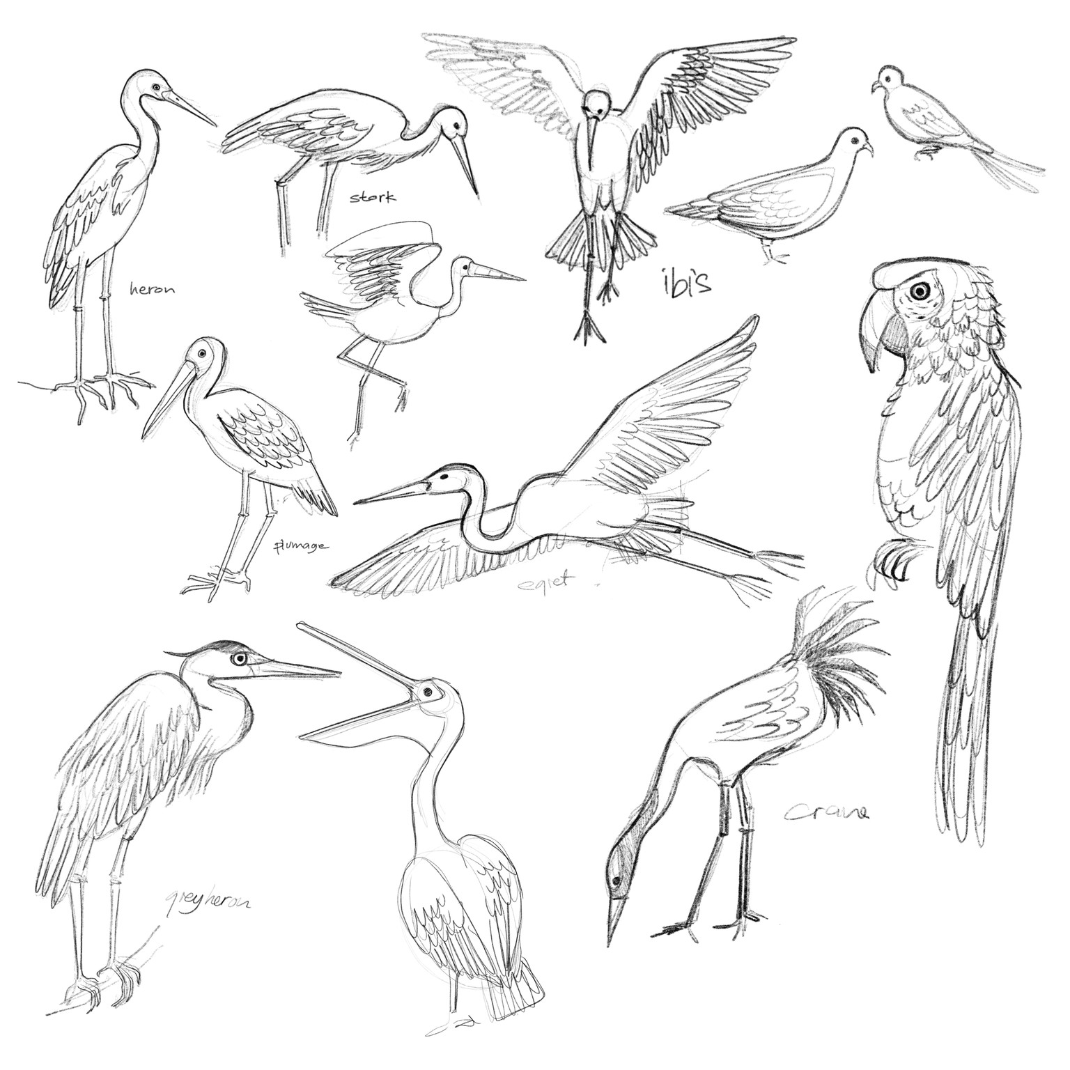 10 days of birds - image 12 - student project