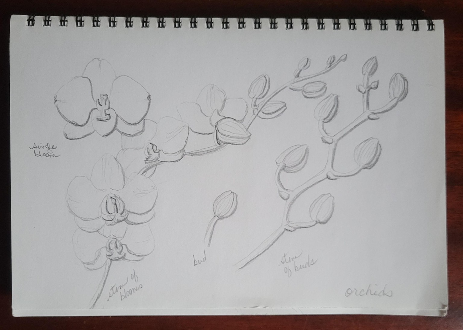 Orchid in Bloom - image 1 - student project