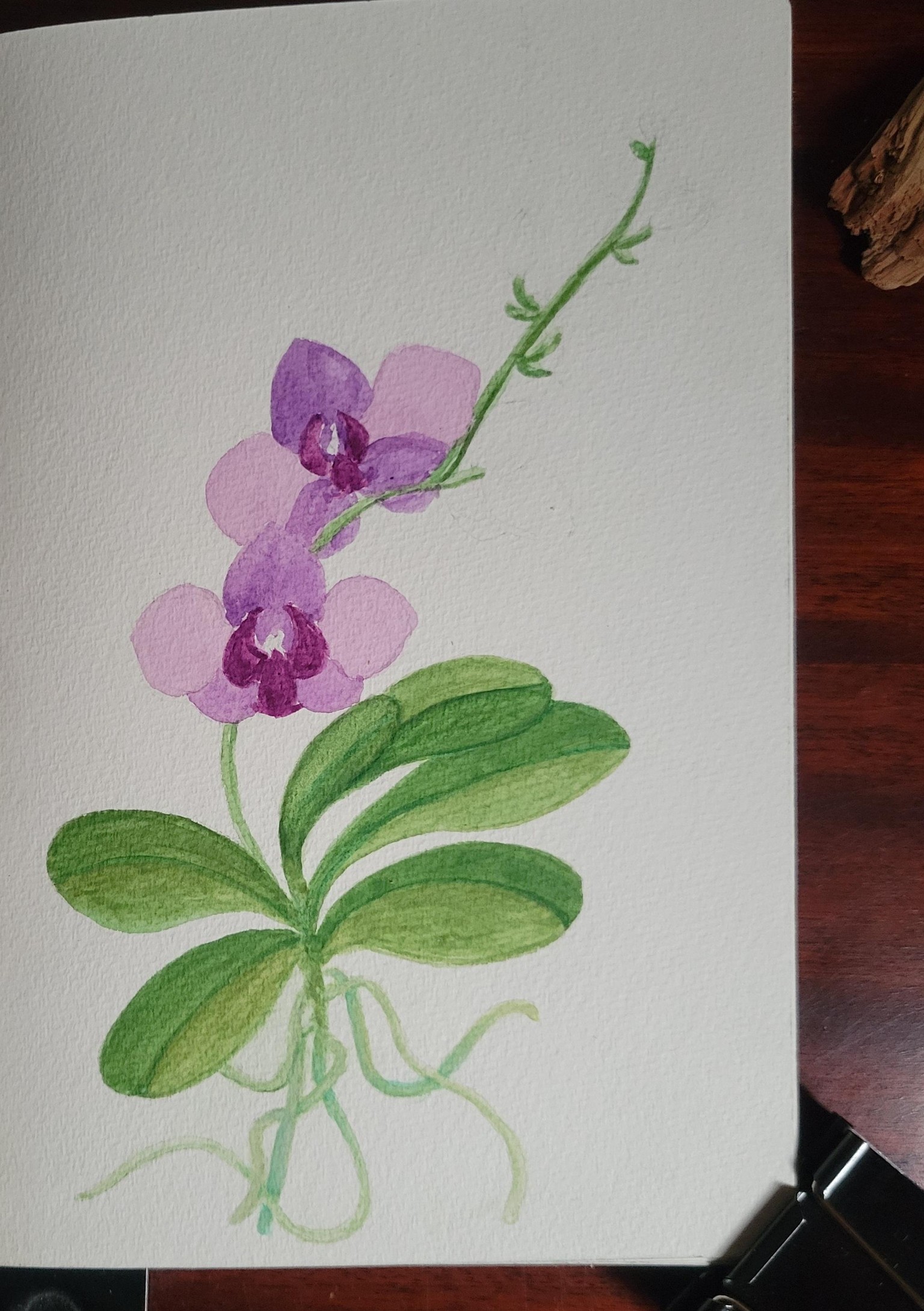Orchid in Bloom - image 4 - student project