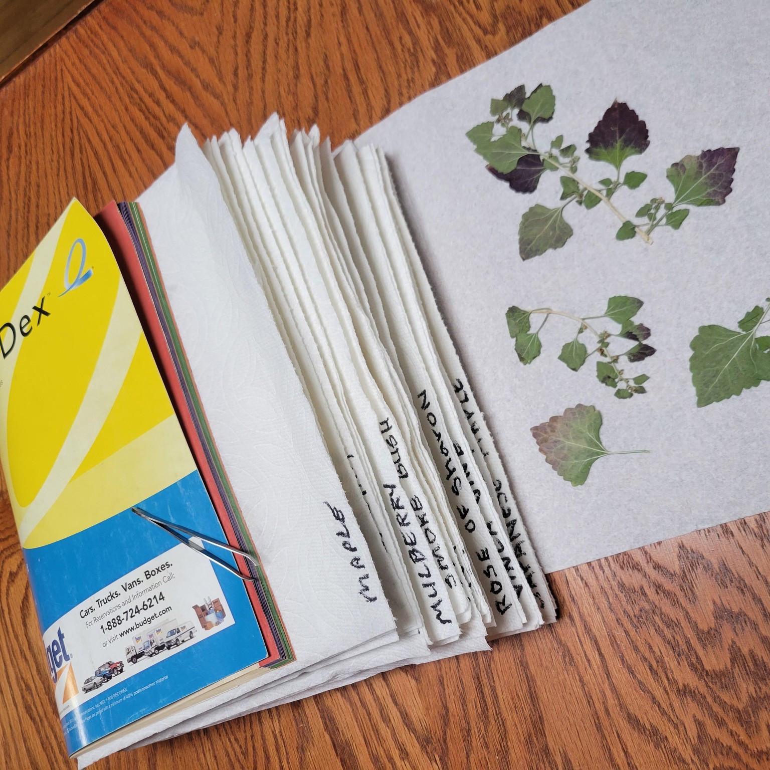 Falling Leaves - image 1 - student project