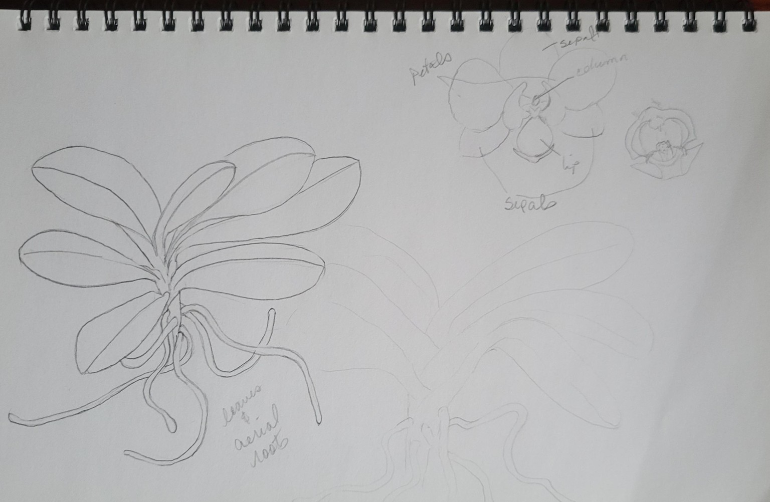 Orchid in Bloom - image 2 - student project