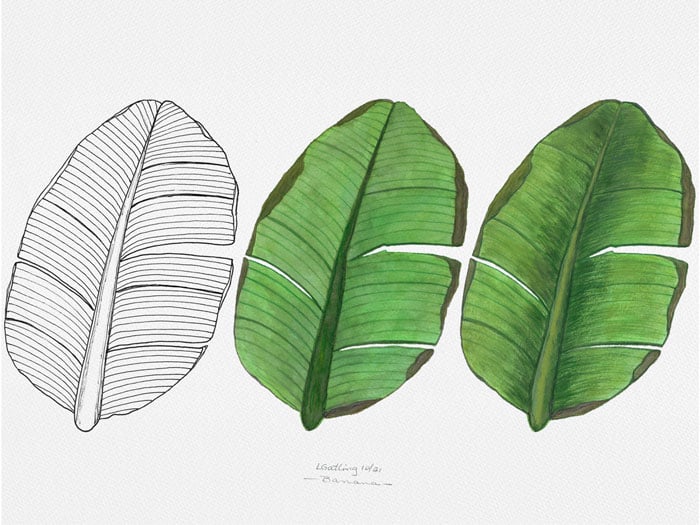 Tropical Leaves in Gouache - image 2 - student project