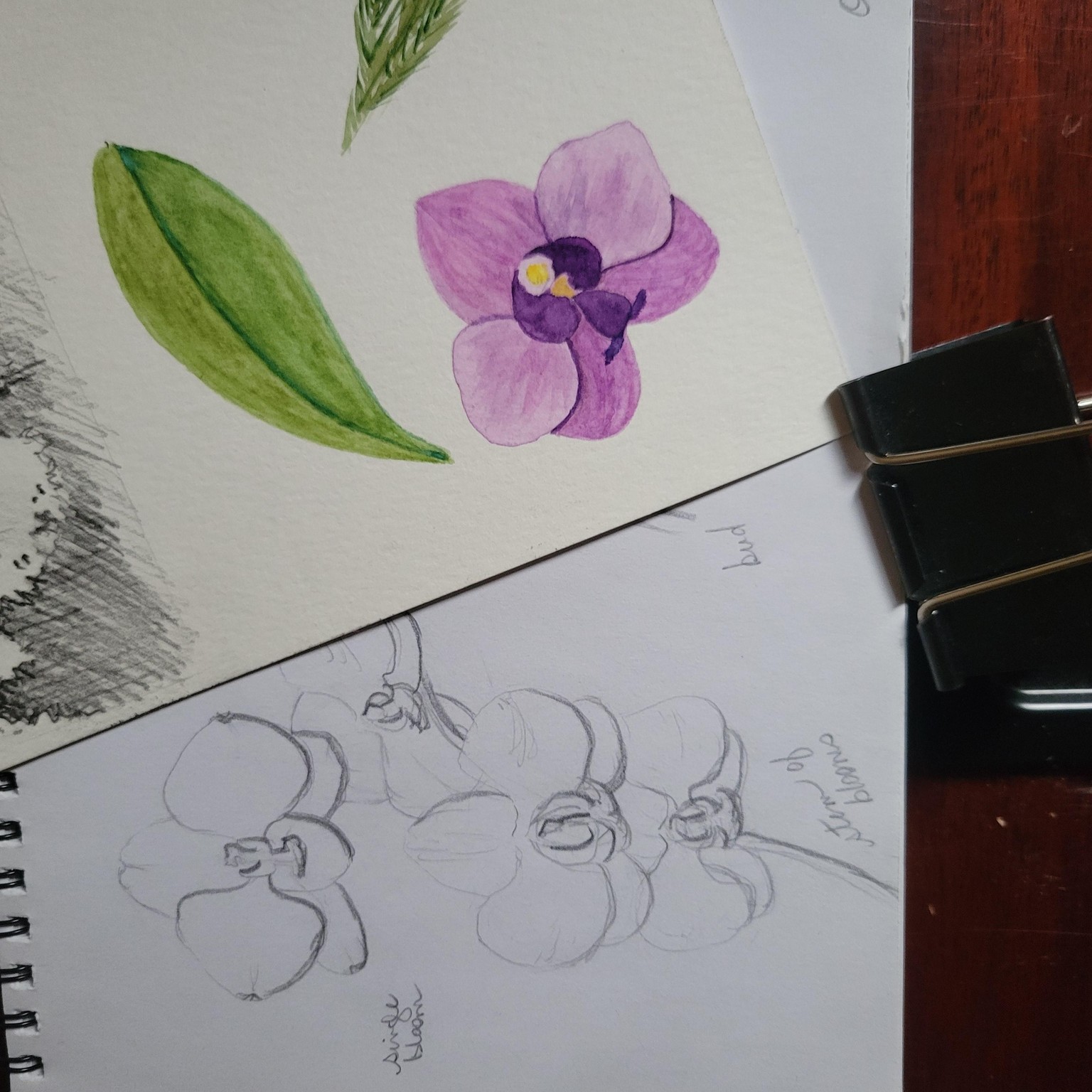 Orchid in Bloom - image 3 - student project