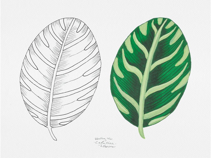 Tropical Leaves in Gouache - image 5 - student project