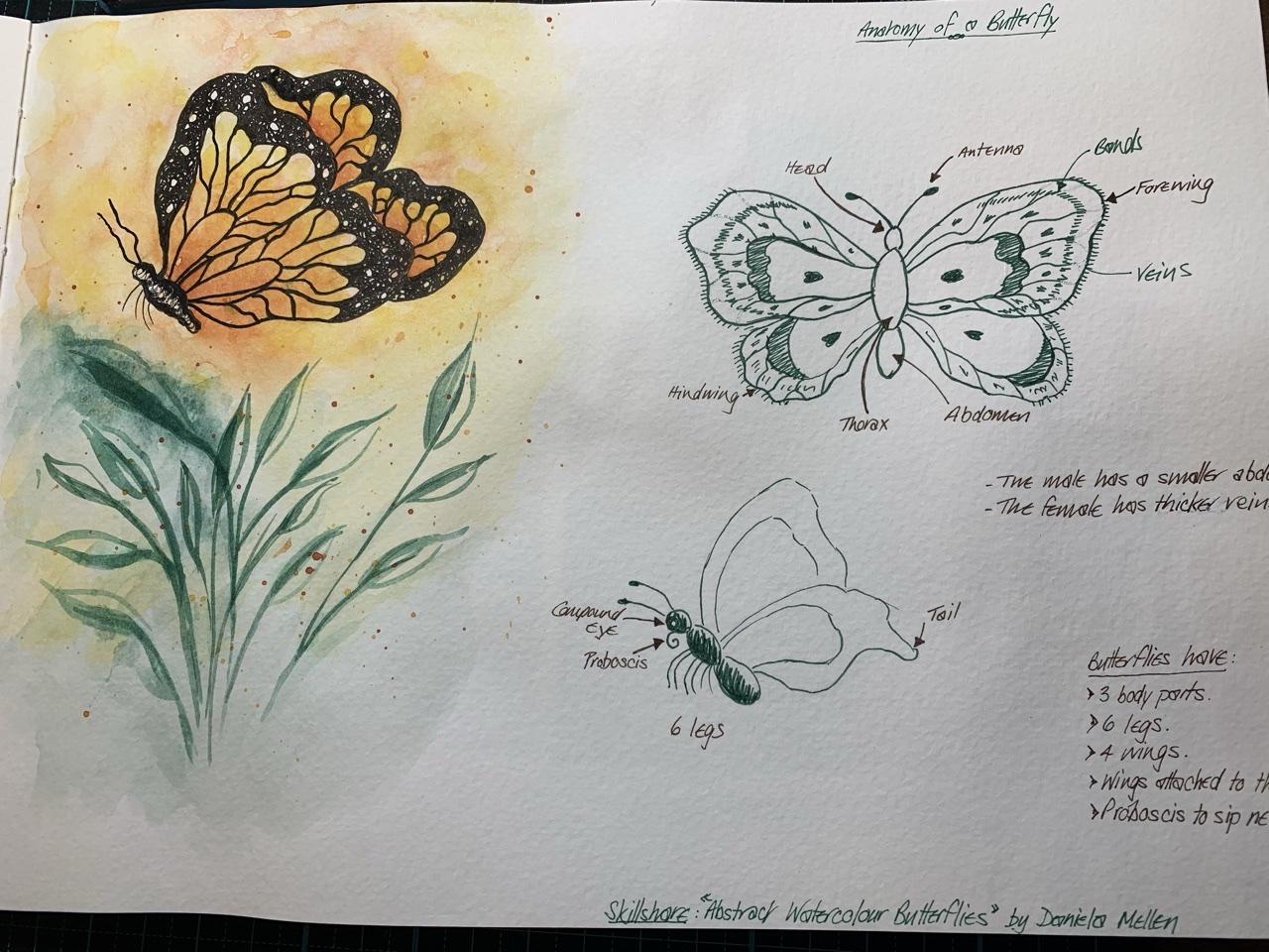 Anatomy of a Butterfly - image 2 - student project