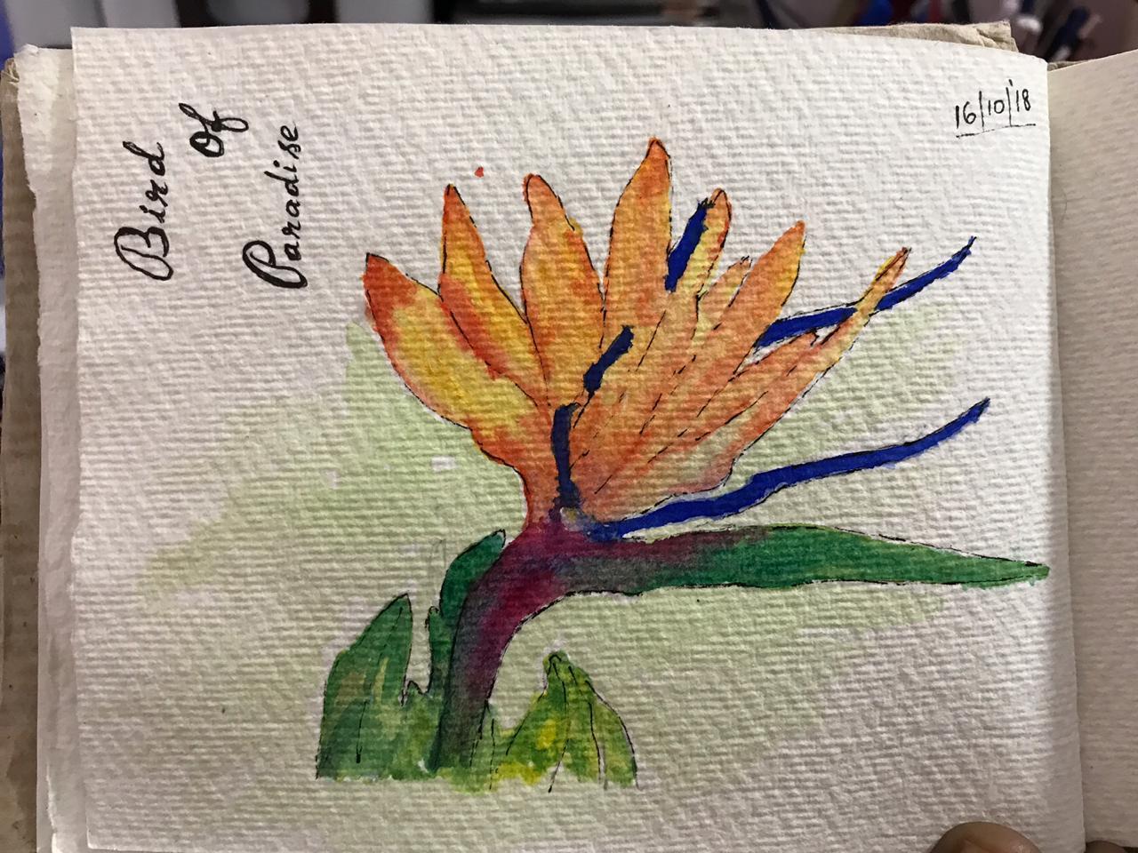 Bird of Paradise - image 1 - student project
