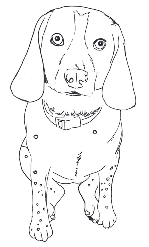 Maggie the Beagle - image 3 - student project