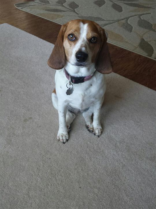 Maggie the Beagle - image 1 - student project