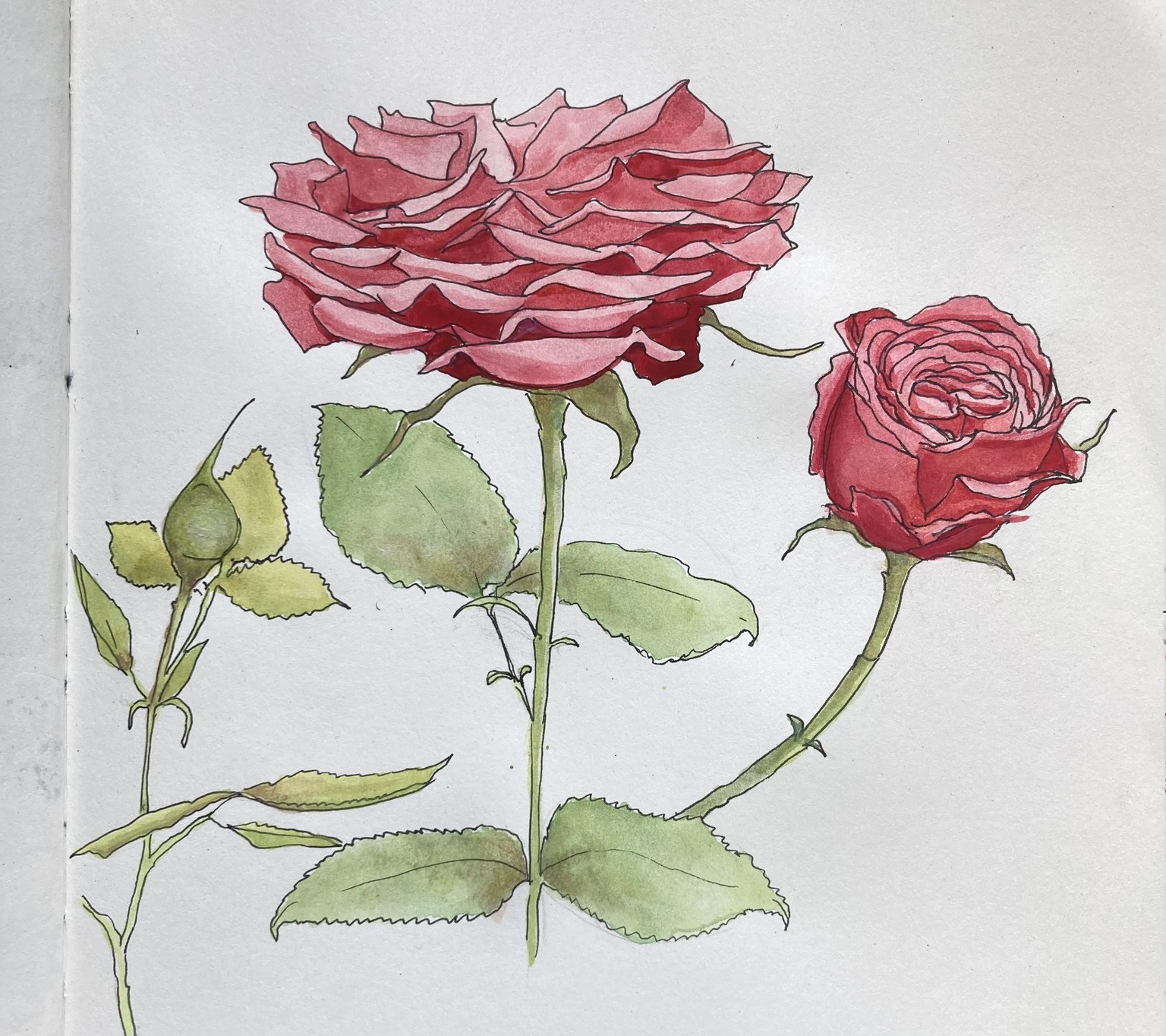 May roses - image 3 - student project