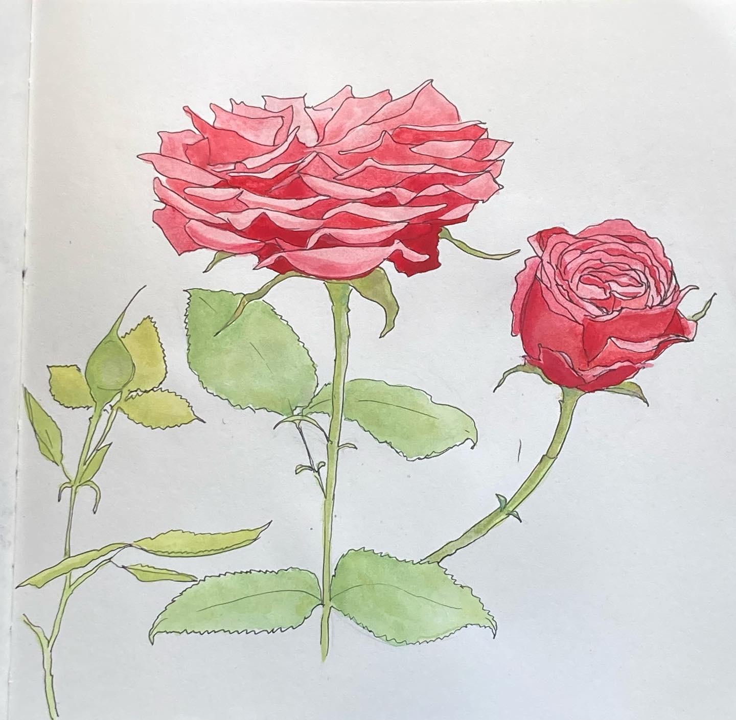 May roses - image 2 - student project