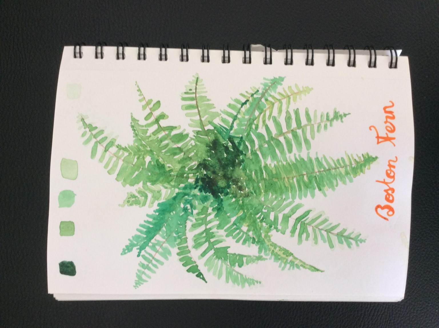 Boston Fern - image 1 - student project
