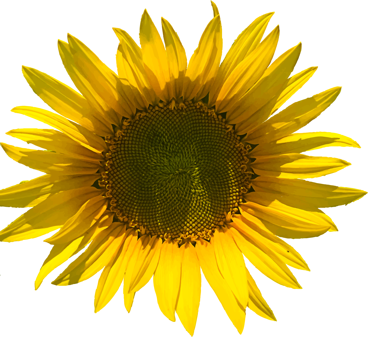 Sunflower - image 1 - student project