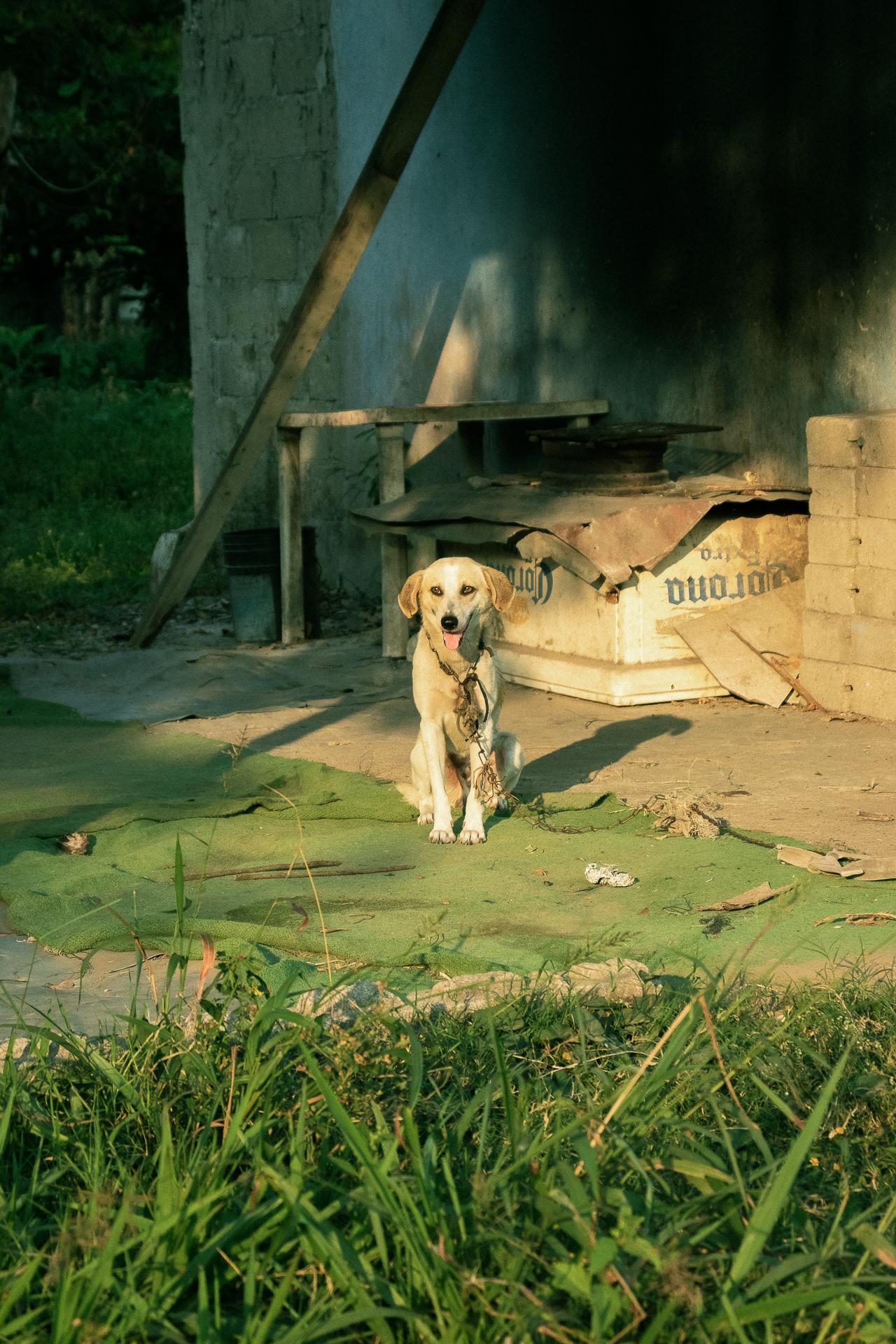 Perro encontrado en caminata - image 1 - student project