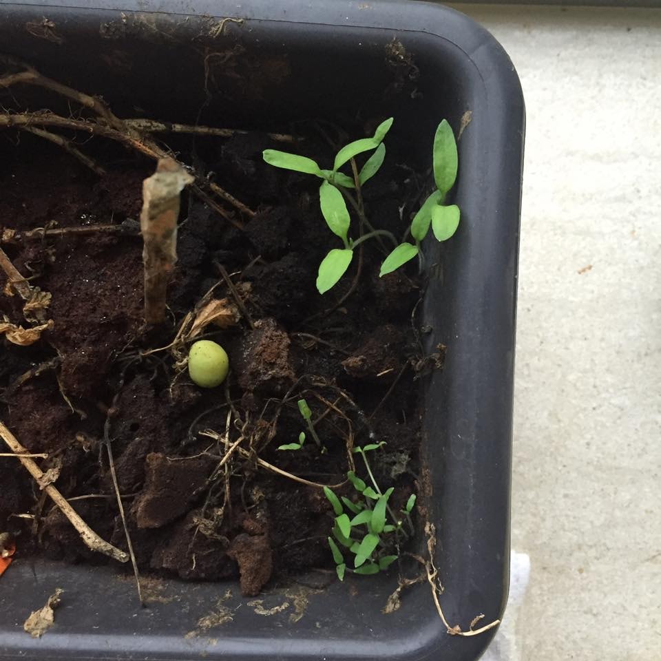 Indoor Vegetable garden - image 2 - student project