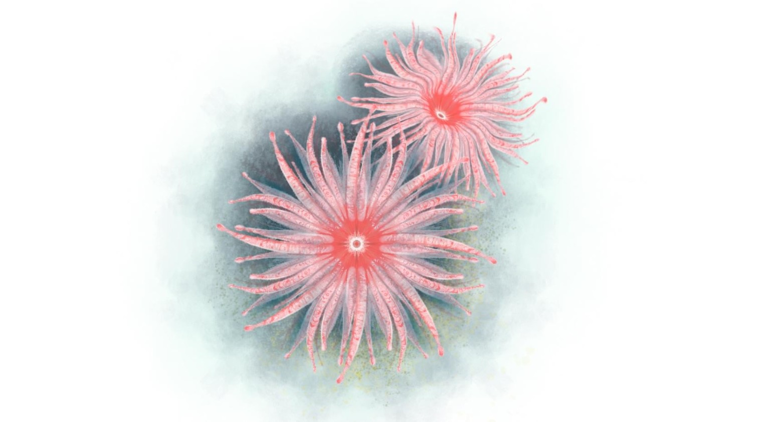Anemones - image 1 - student project
