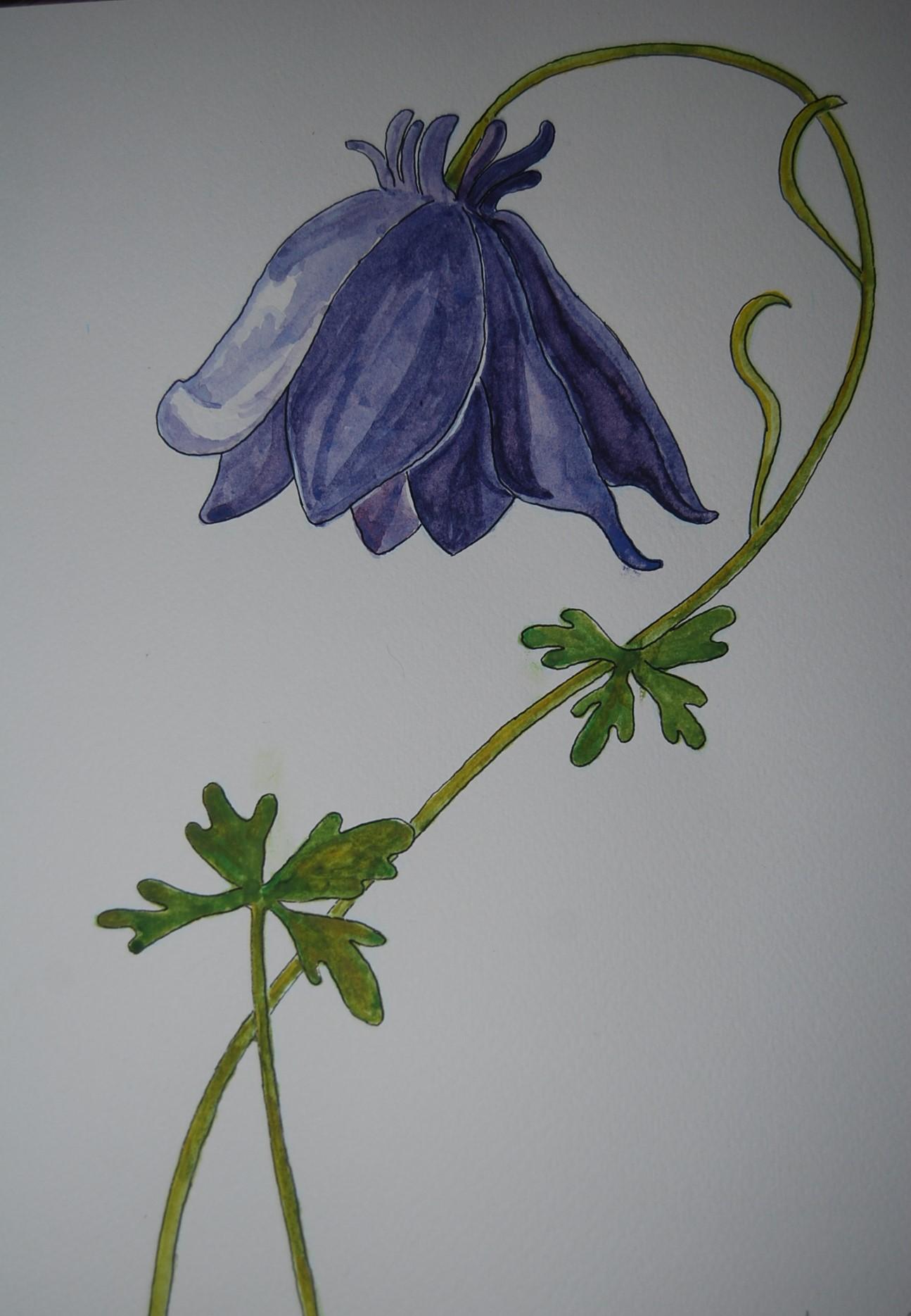 Alpine columbine flower - image 1 - student project