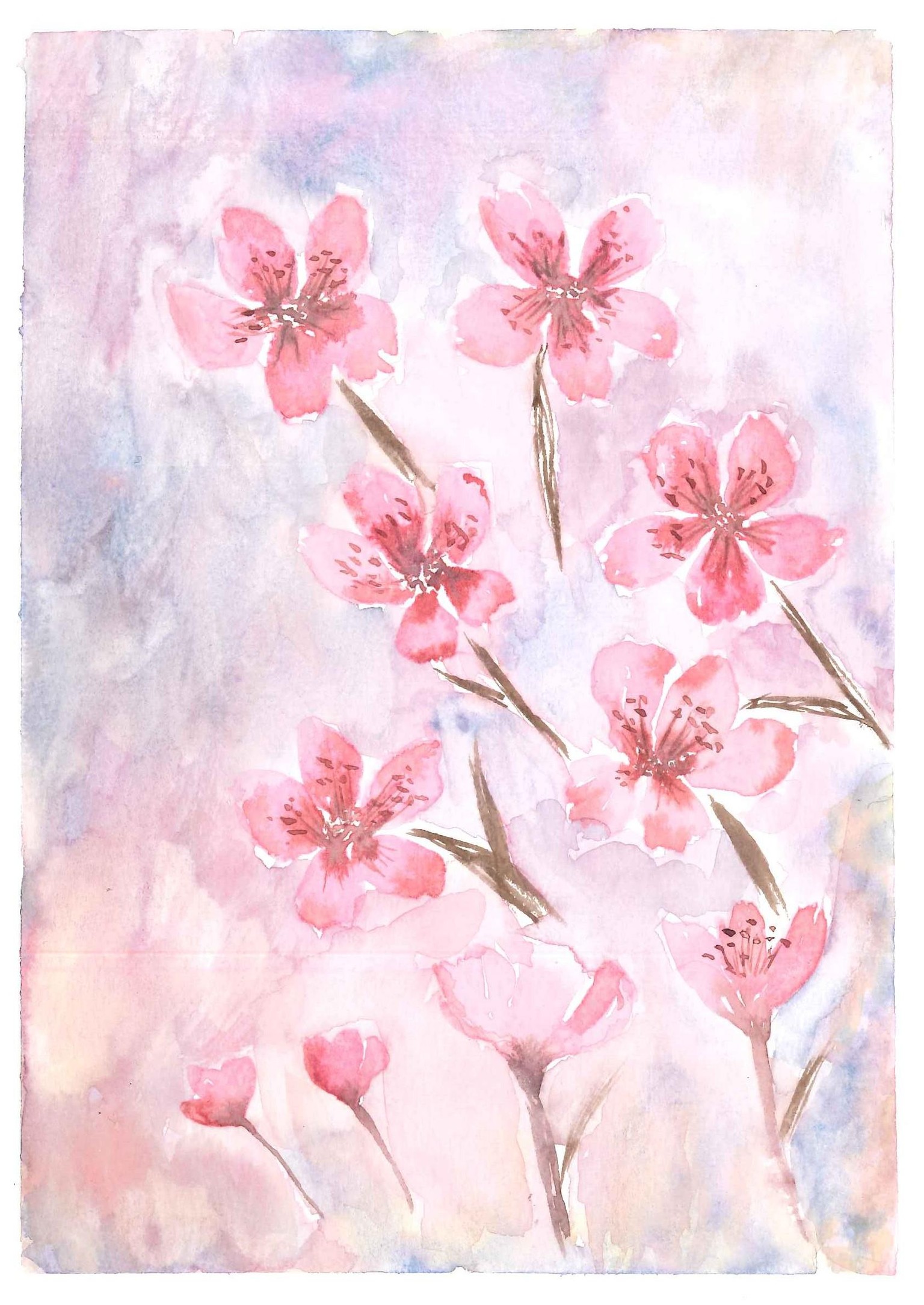 CHERRY BLOSSOMS - image 1 - student project