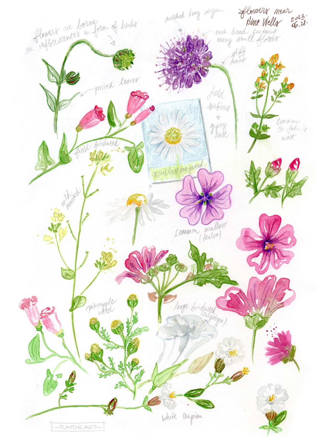 Wildflowers in my sketchbook - image 1 - student project