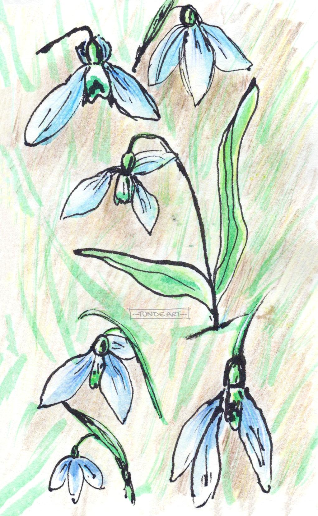 Snowdrops in the Snow - image 2 - student project