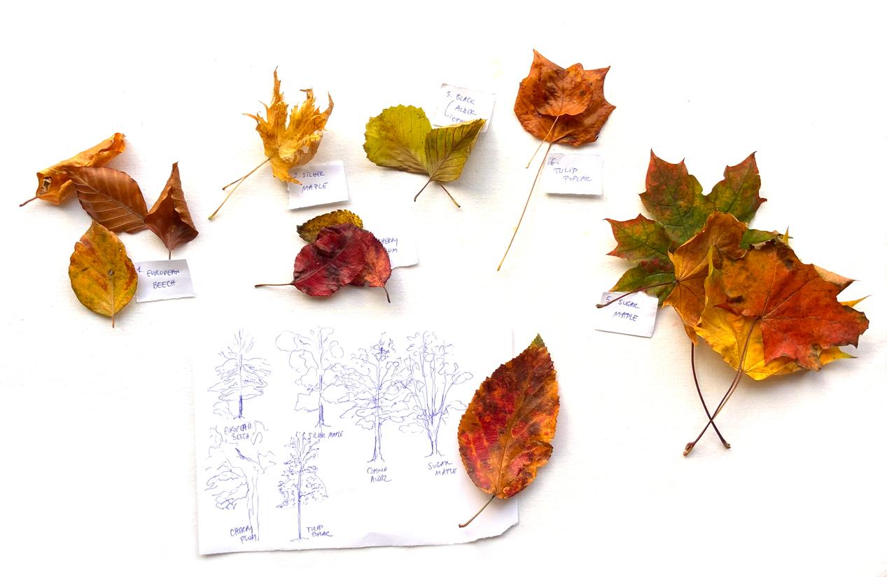 Autumn in my sketchbook - image 2 - student project