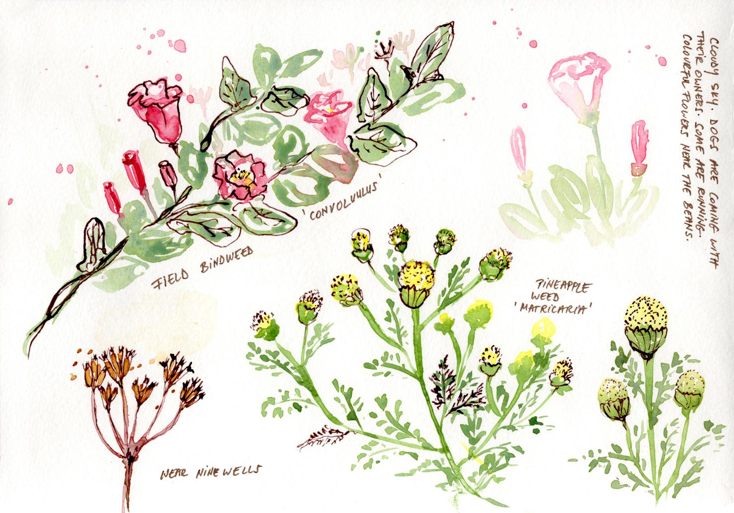 Sketching Wild Flowers - image 1 - student project