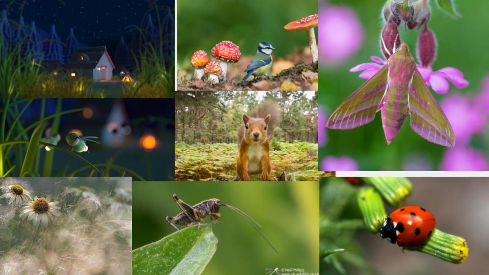 National Garden Wildlife week. - image 6 - student project