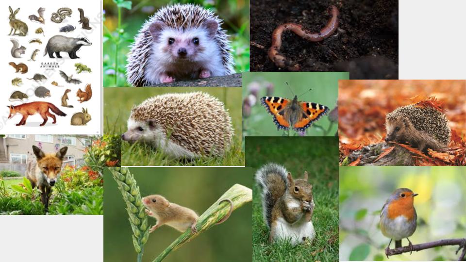 National Garden Wildlife week. - image 4 - student project