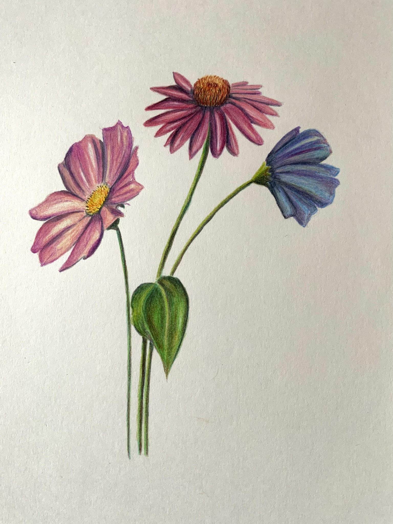 Floral in coloured pencils - image 1 - student project