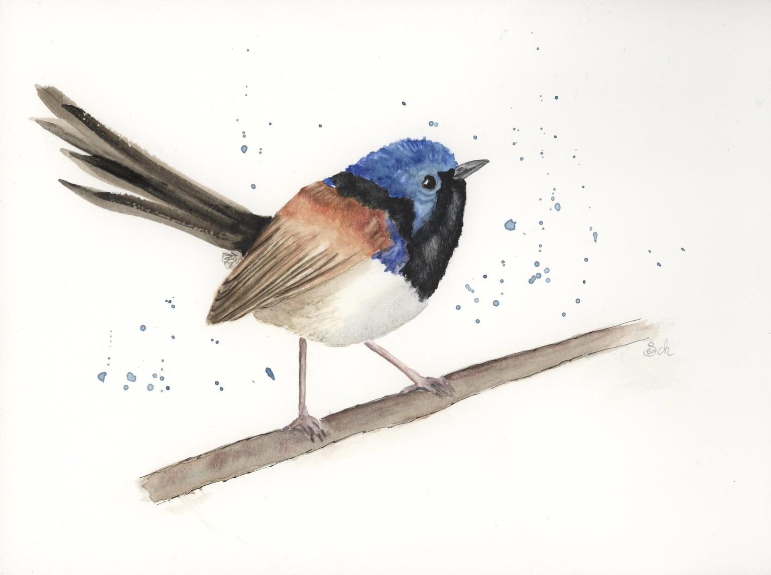 Fairy Wren - image 1 - student project