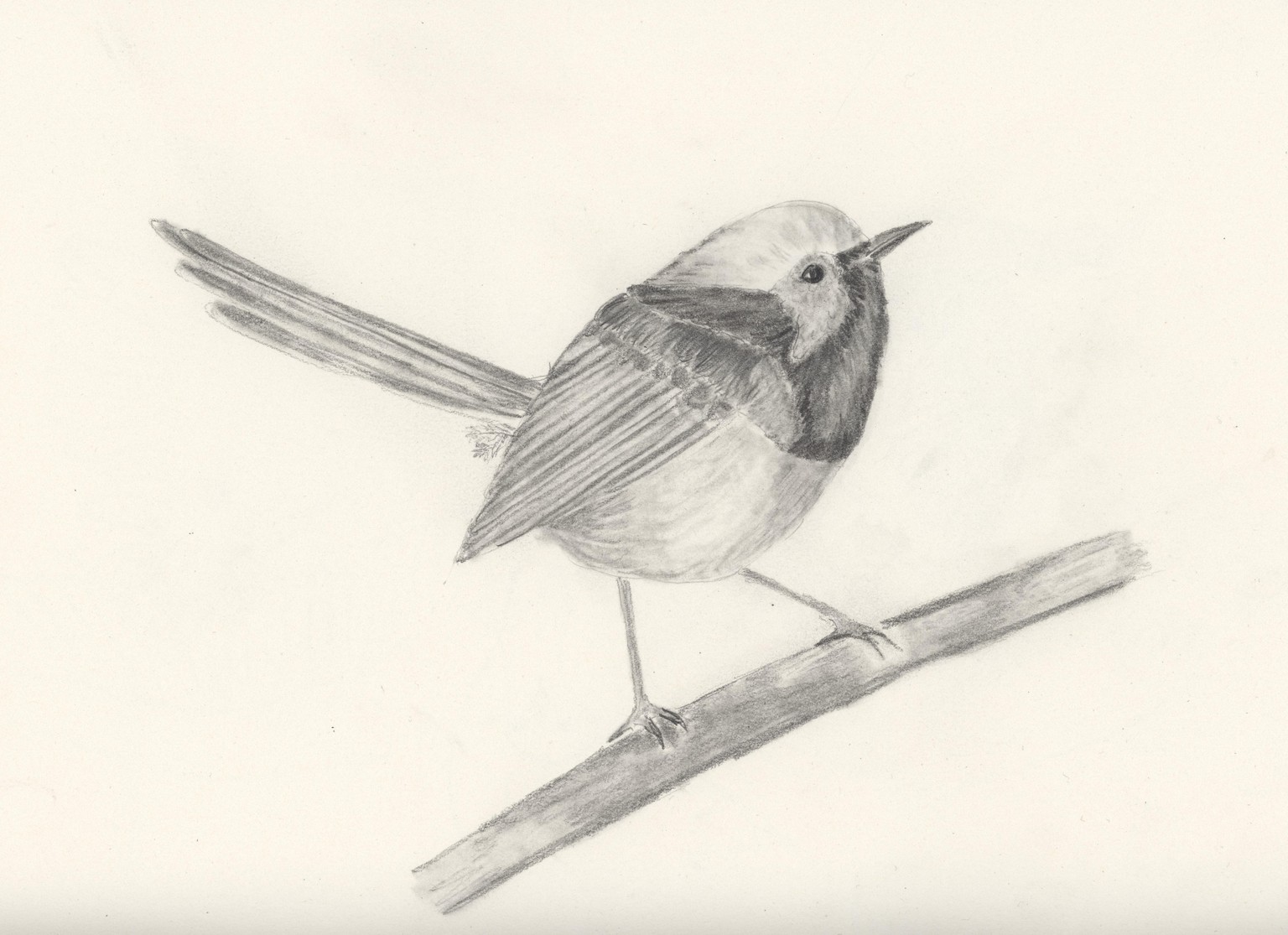 Fairy Wren - image 2 - student project