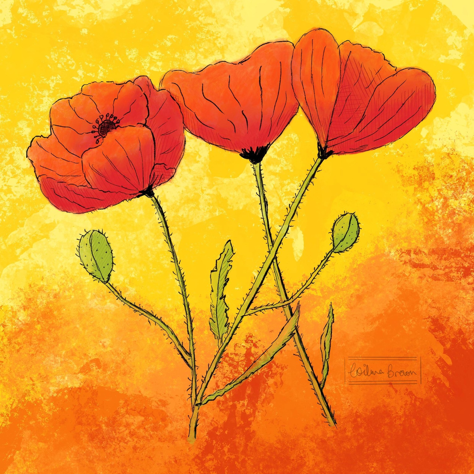 Procreate poppies with a splash of colour - image 1 - student project