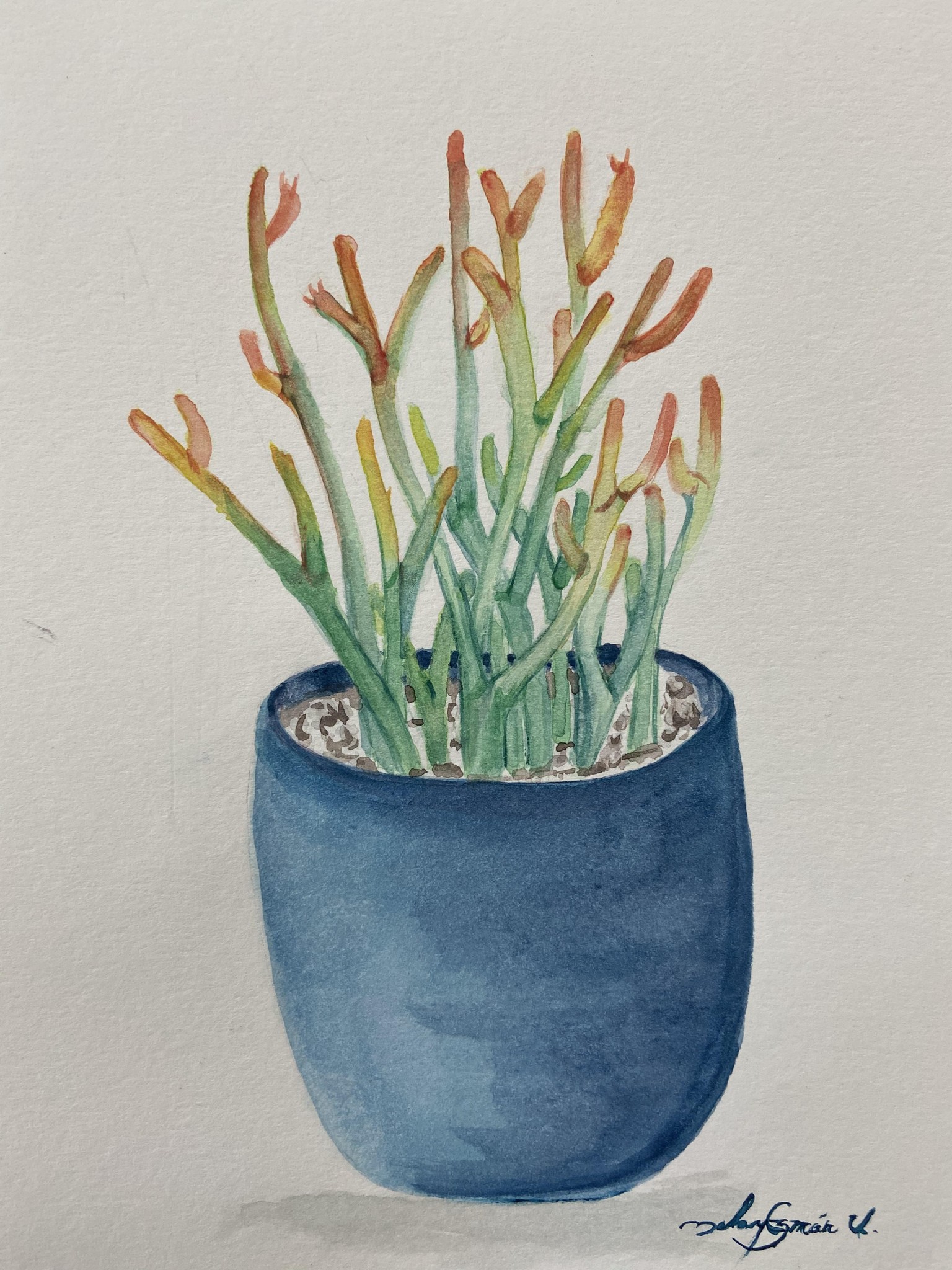 Cacti & Succulents - image 1 - student project