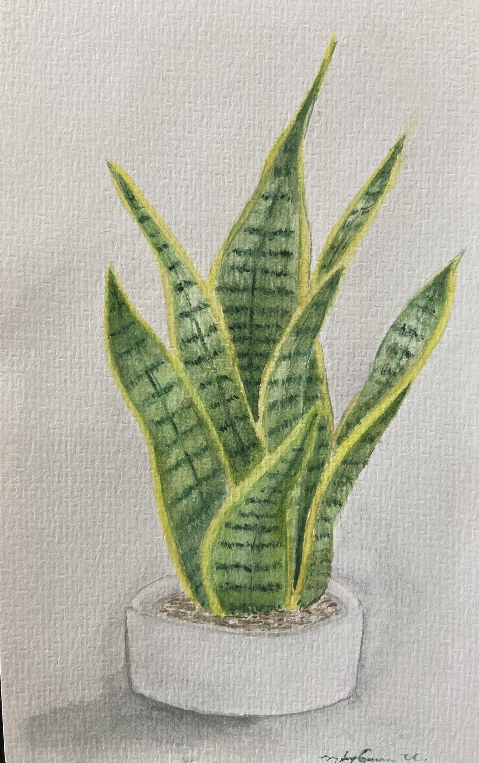 Cacti & Succulents - image 3 - student project