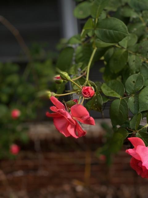 Bush rose - image 1 - student project