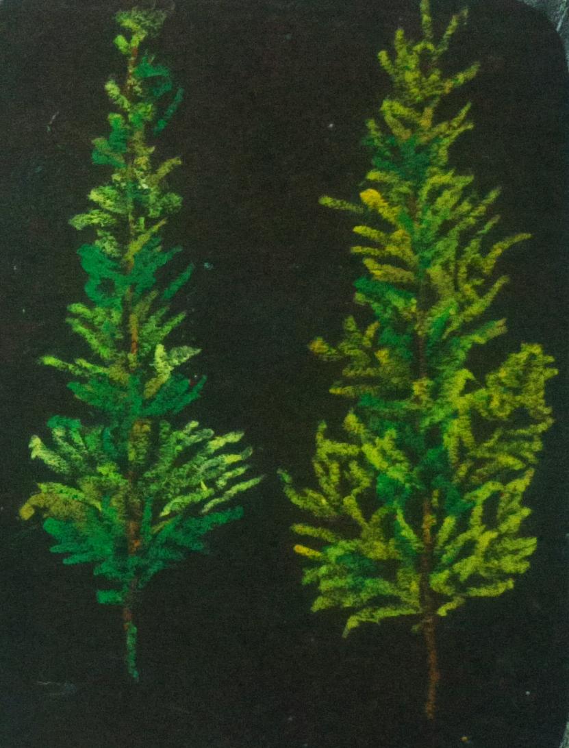 Christmas - image 1 - student project