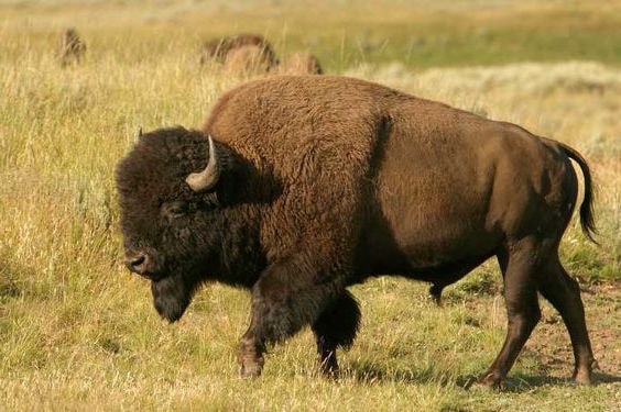 Bison Logo - image 1 - student project