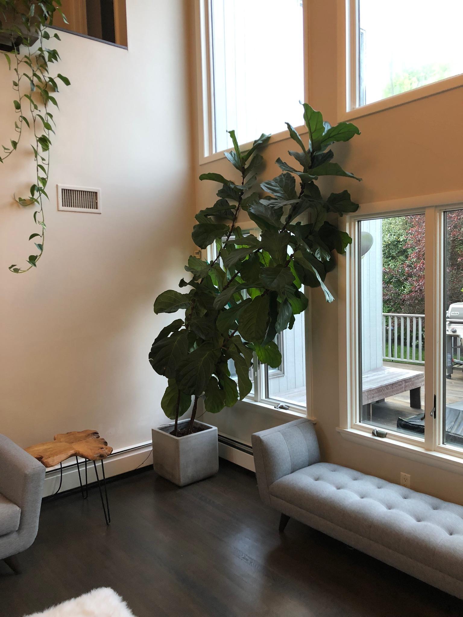 Fiddle Leaf Fig - image 1 - student project