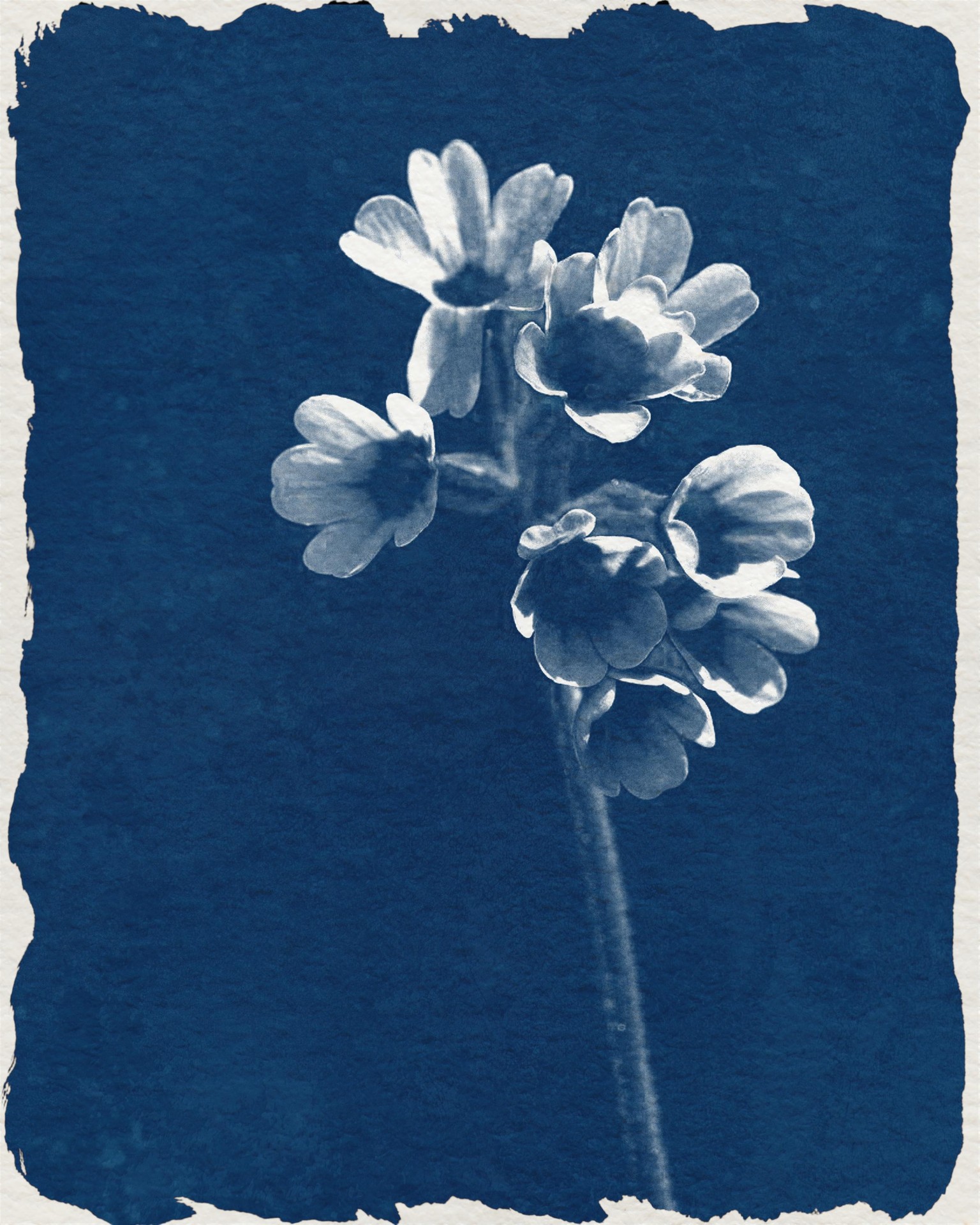 My first digital cyanotype :) - image 1 - student project