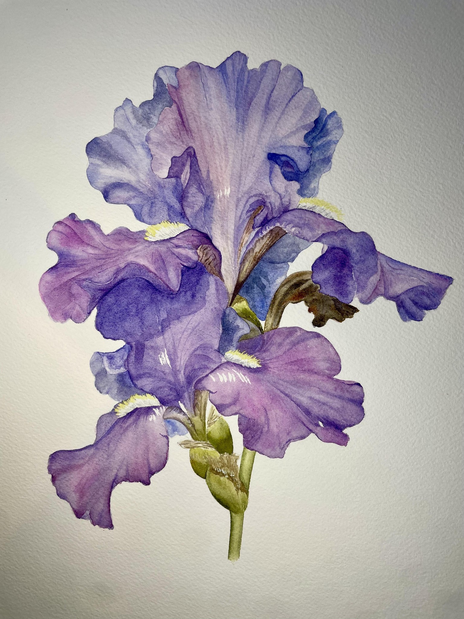 Watercolor iris - image 1 - student project