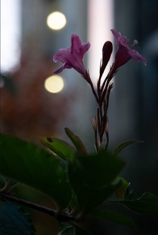 All class projects - image 29 - student project