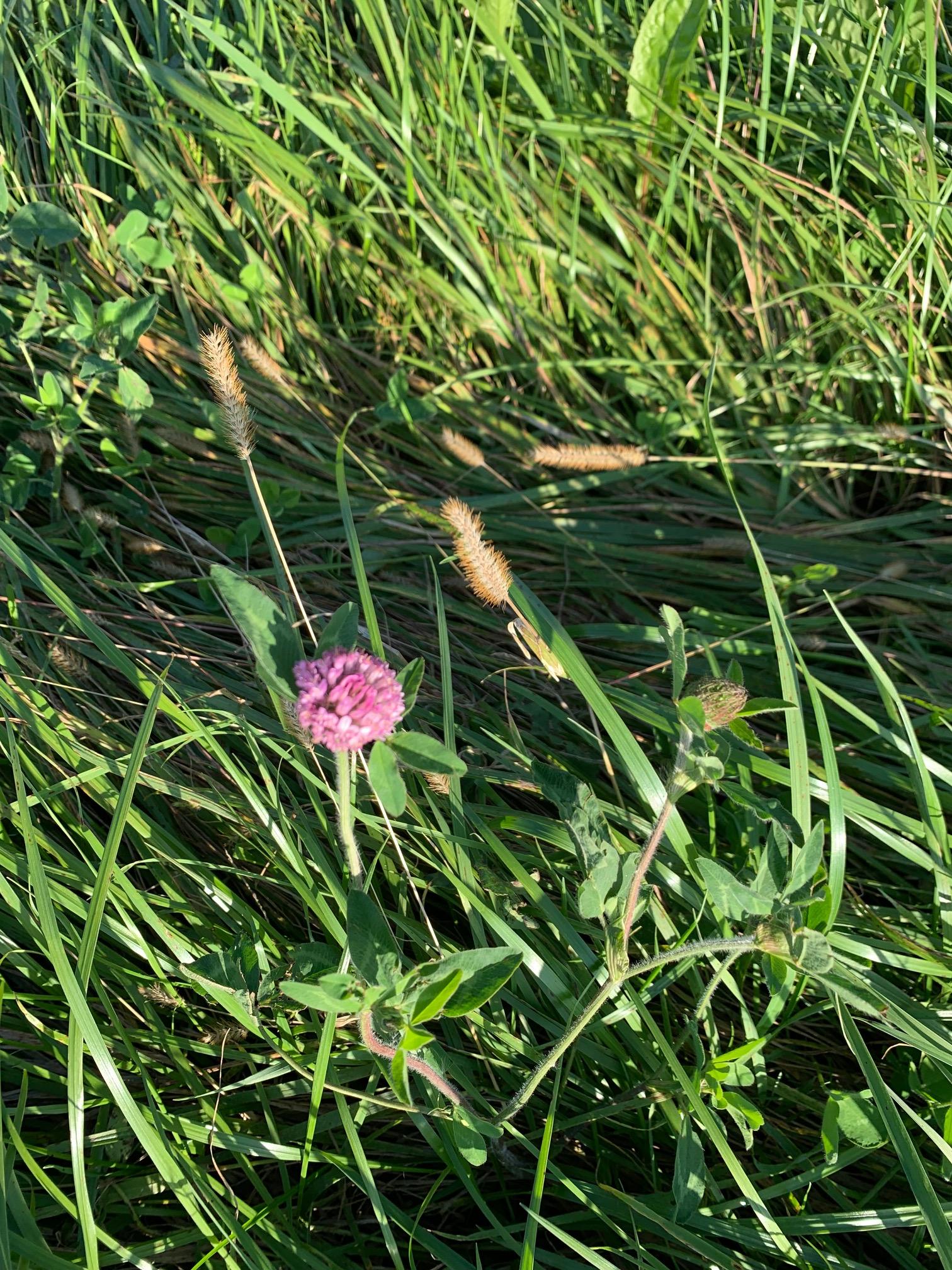Weeds - image 1 - student project